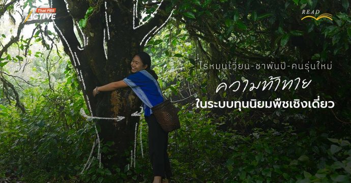 ไร่หมุนเวียน-ชาพันปี-คนรุ่นใหม่ : ความท้าทายในระบบทุนนิยมพืชเชิงเดี่ยว