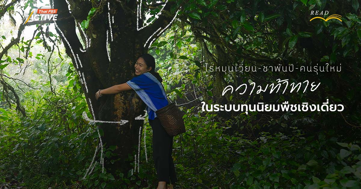 ไร่หมุนเวียน-ชาพันปี-คนรุ่นใหม่ : ความท้าทายในระบบทุนนิยมพืชเชิงเดี่ยว