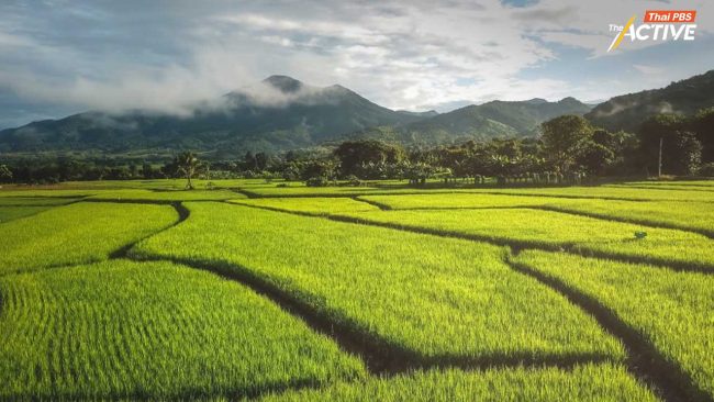 พลิกโฉมนาข้าวไทย! ปลูกข้าวแบบ SRP ลดก๊าซเรือนกระจกได้ 70% พิสูจน์แล้ว 