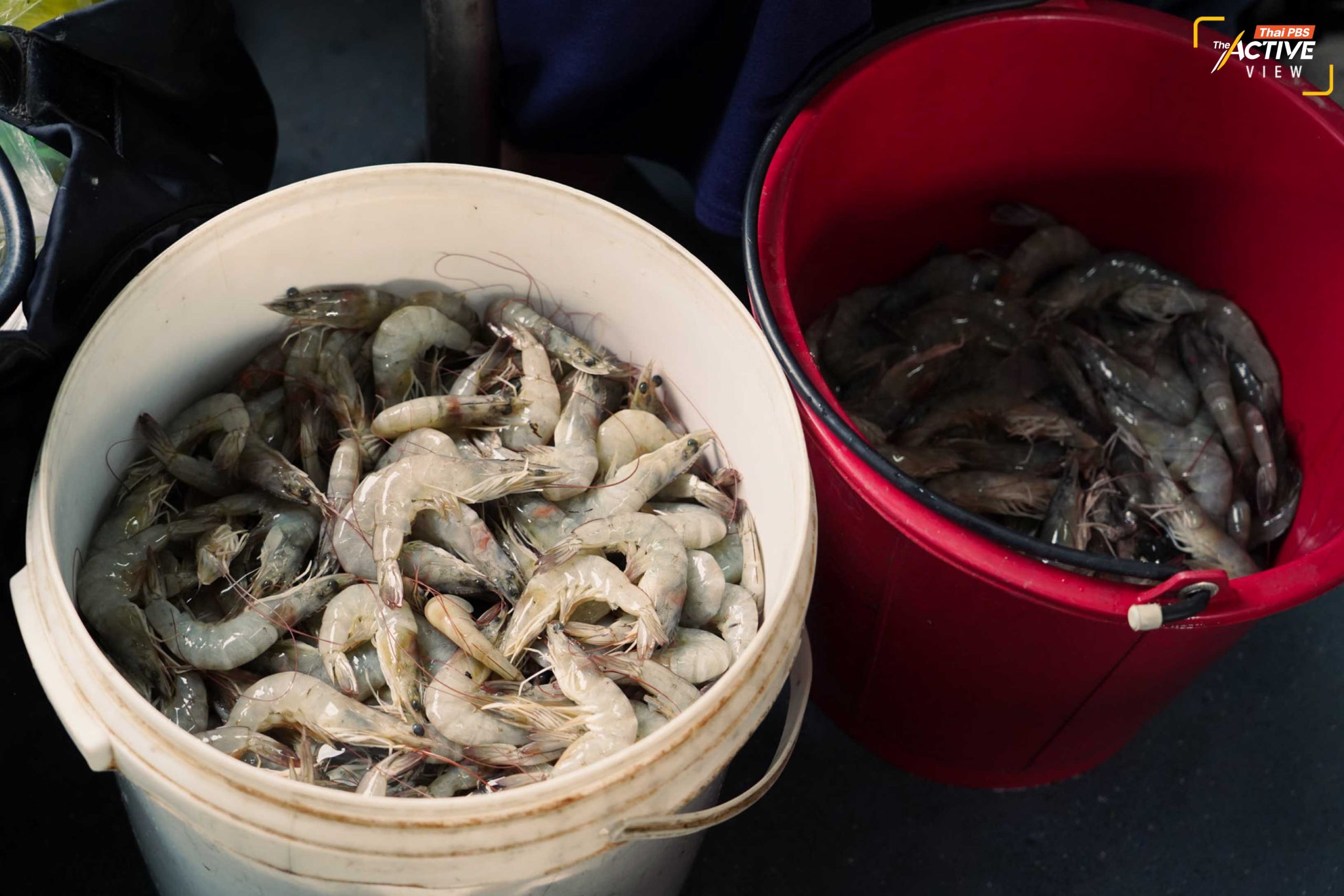 กุ้งตัวใส ๆ ก็เป็นวัตถุดิบสด ๆ ที่แม่ค้า ขนมาจากบ้าน เตรียมนำไปขายแถว ๆ ตลาดย่านคลองตัน