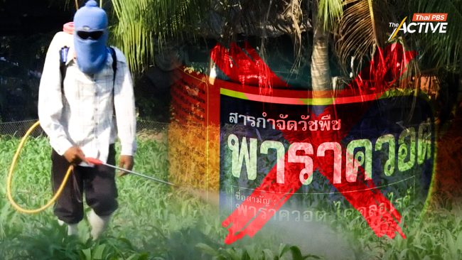 แบน 'พาราควอต-คลอร์ไพรีฟอส' ชอบด้วยกฎหมาย Thai-PAN ย้ำ ทิศทางที่ดี คุ้มครองประโยชน์สาธารณะ