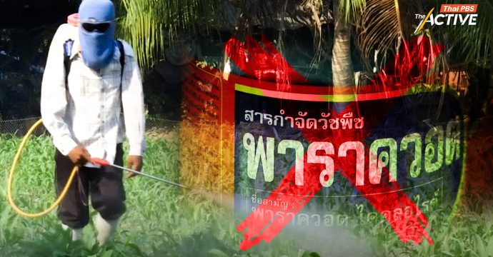แบน ‘พาราควอต-คลอร์ไพรีฟอส’ ชอบด้วยกฎหมาย Thai-PAN ย้ำ ทิศทางที่ดี คุ้มครองประโยชน์สาธารณะ