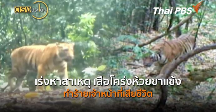 เร่งหาสาเหตุ เสือโคร่งห้วยขาแข้งทำร้ายเจ้าหน้าที่เสียชีวิต (6 ส.ค.69) I ตรงประเด็น