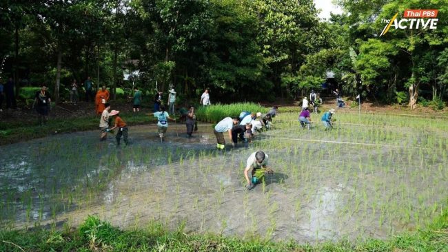 1 ทศวรรษ 'โคกหนองนาโปรดปัน' พื้นที่ความสุขร่วมกัน ของคนมีฝันแห่งวิถี 'พอเพียง'
