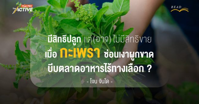 มีสิทธิปลูก แต่อาจไม่มีสิทธิขาย เมื่อ ‘กะเพรา’ ซ่อนเงาผูกขาด บีบตลาดอาหารไร้ทางเลือก ? | โจน จันใด