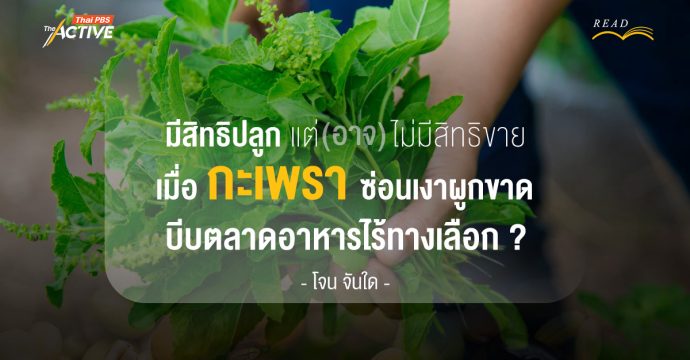 มีสิทธิปลูก แต่อาจไม่มีสิทธิขาย เมื่อ ‘กะเพรา’ ซ่อนเงาผูกขาด บีบตลาดอาหารไร้ทางเลือก ? | โจน จันใด