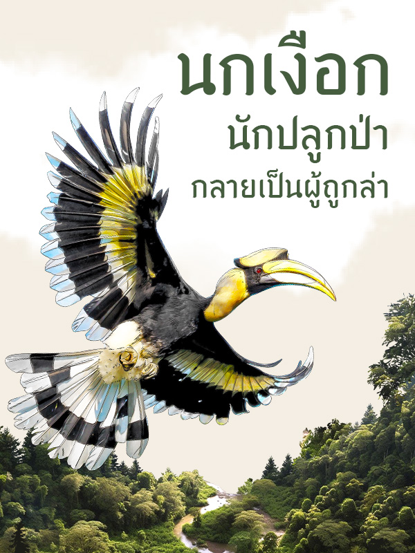 นกเงือก นักปลูกป่า กลายเป็นผู้ถูกล่า​