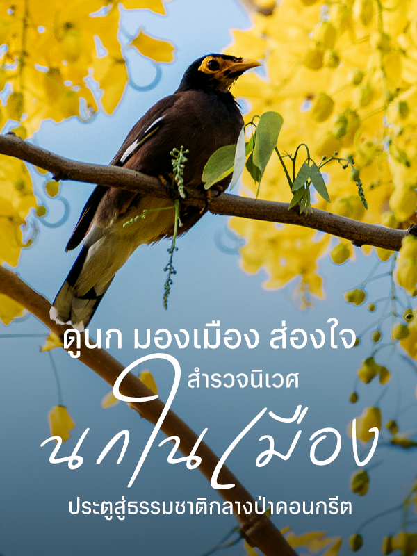 ดูนก มองเมือง ส่องใจ สำรวจนิเวศ นกในเมือง