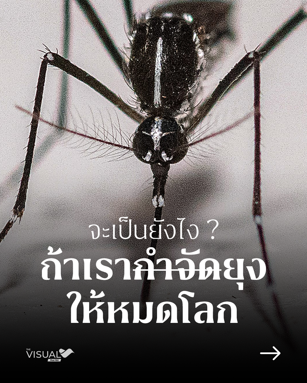 จะเป็นยังไง ถ้าเรากำจัดยุงให้หมดโลก ?