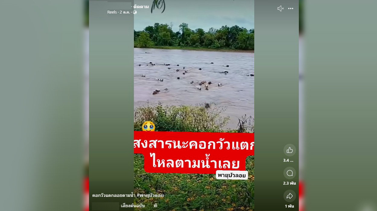 ตรวจสอบแล้ว: คลิปฝูงวัวลอยน้ำ อ้างเกิดจาก “พายุบัวลอย” ที่แท้เป็นเหตุการณ์ประเทศเม็กซิโก