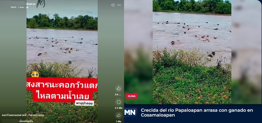 ภาพเปรียบเทียบคลิปภาพวัวลอยน้ำจาก Reels (ซ้าย) และสำนักข่าว meganoticias (ขวา)