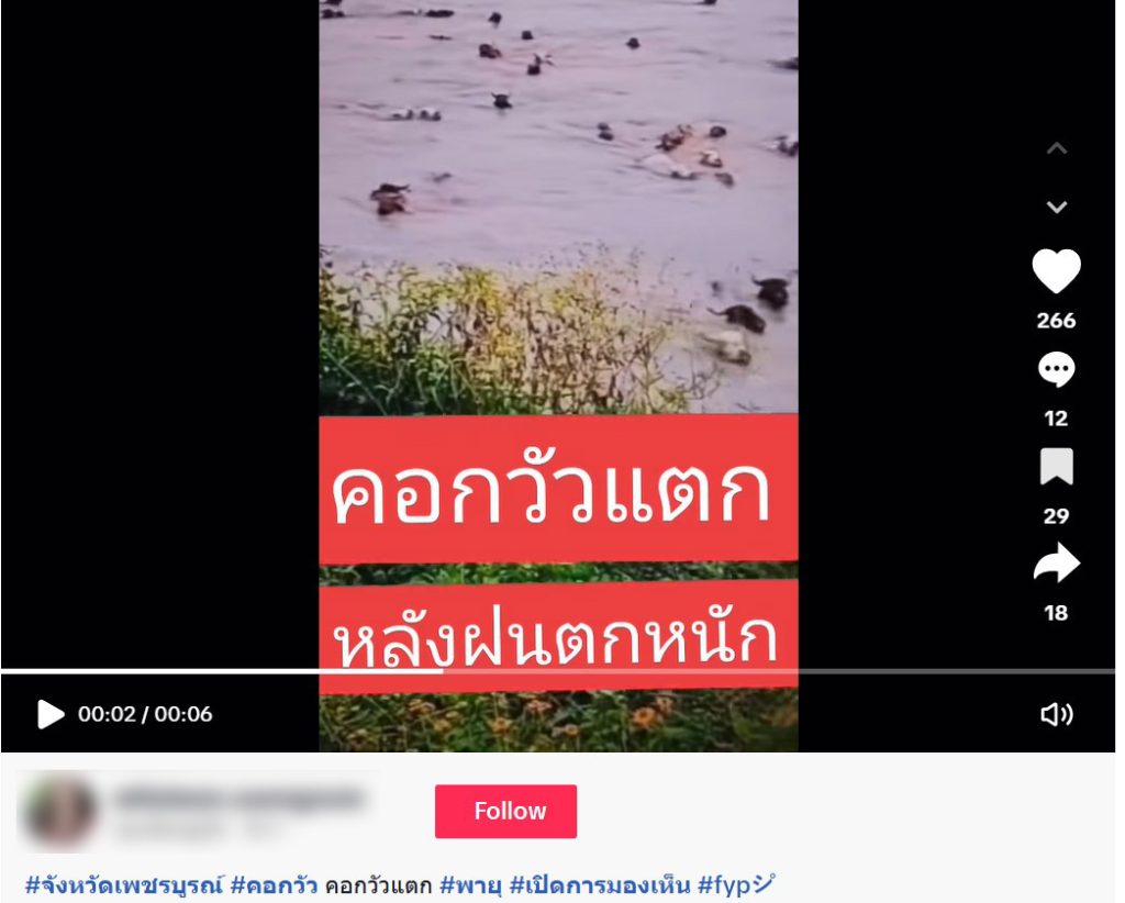 บัญชี Tiktok รายหนึ่ง แชร์คลิปวิดีโอ เป็นภาพวัวจำนวนมากลอยตามน้ำจากพายุบัวลอย