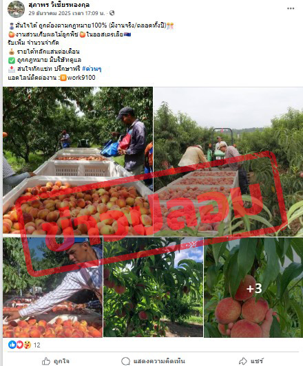 เฟซบุ๊กผู้ใช้ สุภาพร วิเชียรทองกุลโพสต์สมัครงานหาคนทำงานที่ออสเตรเลีย