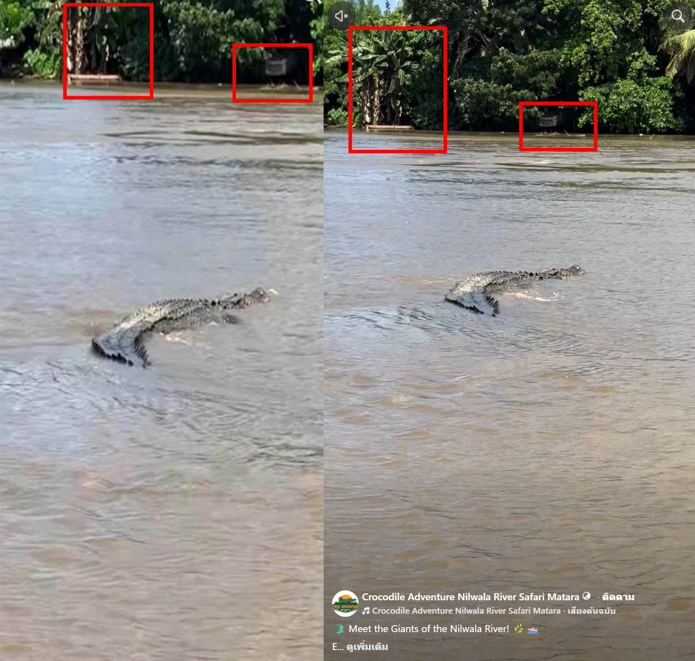 ภาพเปรียบเทียบจระเข้ในโพสต์(ซ้าย) และภาพจากคลิปจระเข้(ขวา)